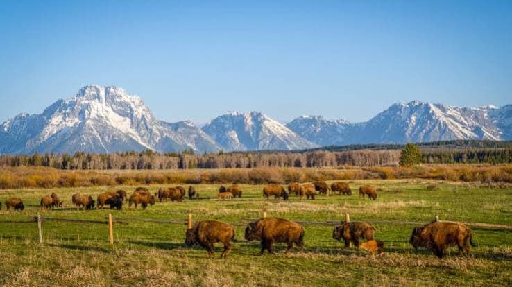 Bison herd grazing below the snow-capped Grand Tetons in Jackson Hole