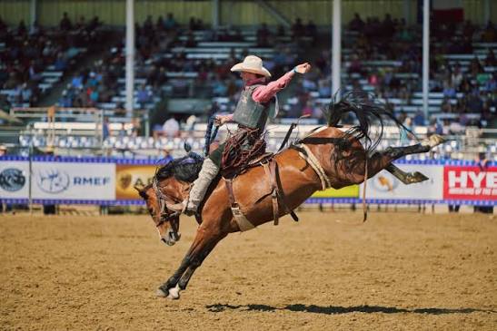 Saddle bronc rider at the Jackson Hole Rodeo